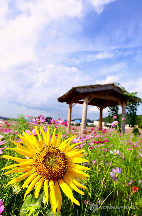 해바라기 (울산광역시 울주군) 사진