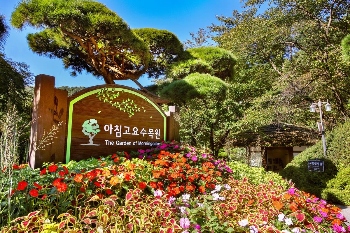 축령산아침 (경기도 가평군) 사진