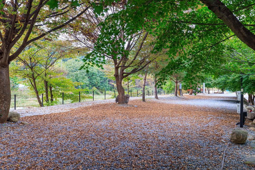 포레스트캐빈앤캠프 (충청북도 제천시) 사진