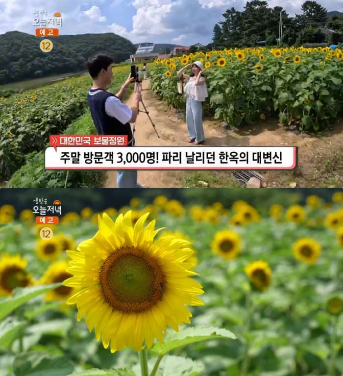 해바라기 (경상북도 경주시) 사진