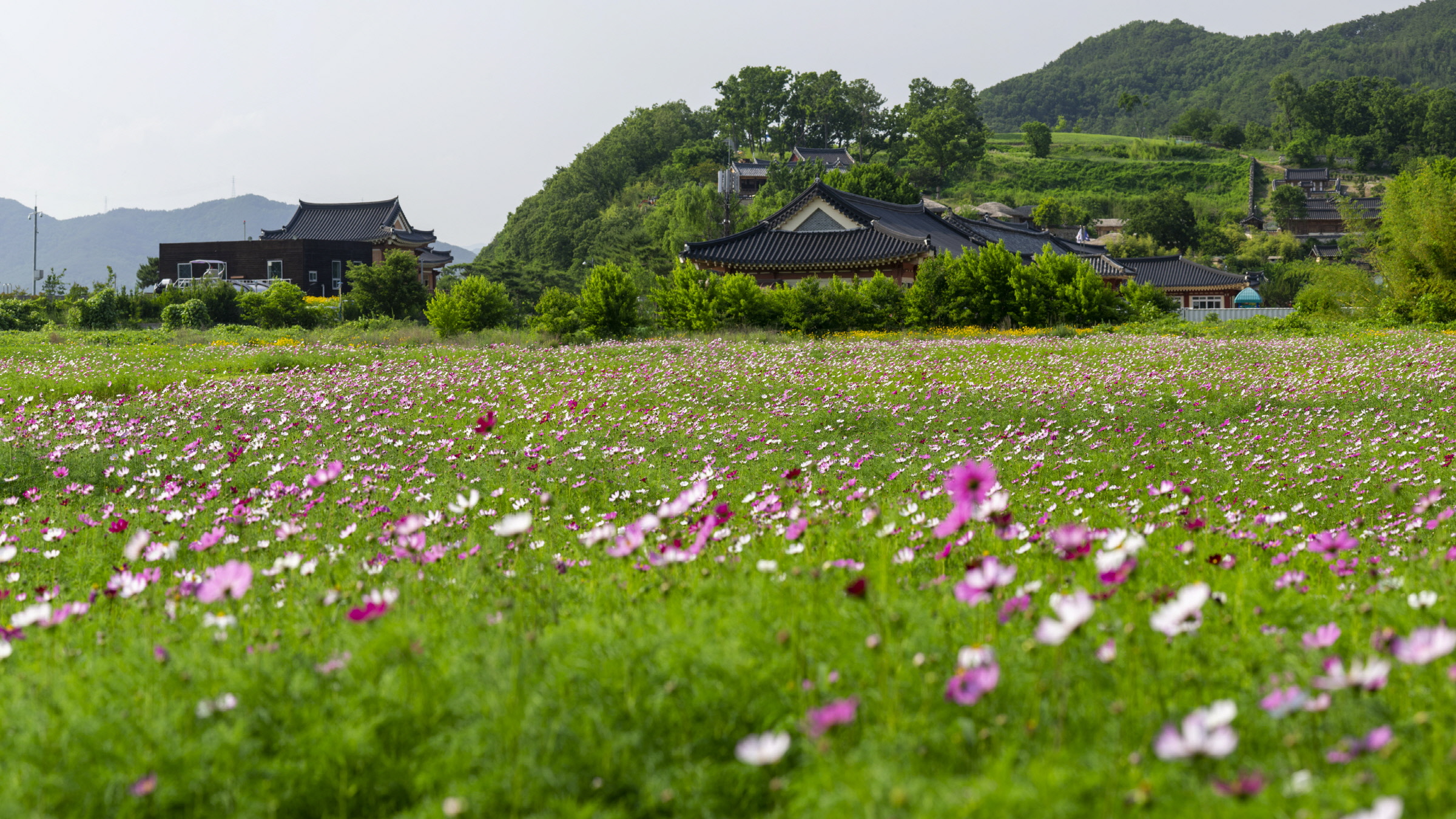 코스모스 (경상북도 경주시) 사진