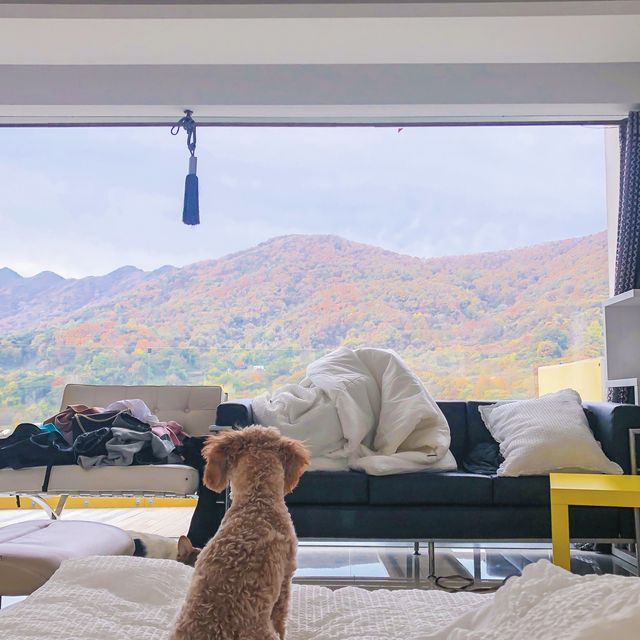 개인공간 애견펜션 (경상북도 경주시) 사진
