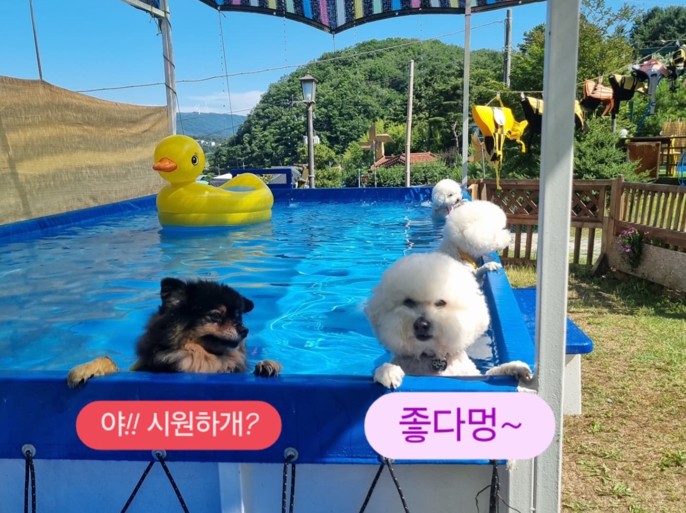 경주애견펜션 해피데이해피독 (경상북도 경주시) 사진