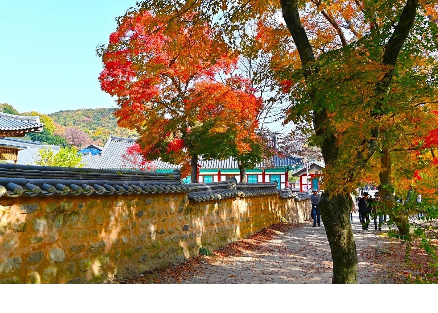 돌담길 (경상북도 청도군) 사진