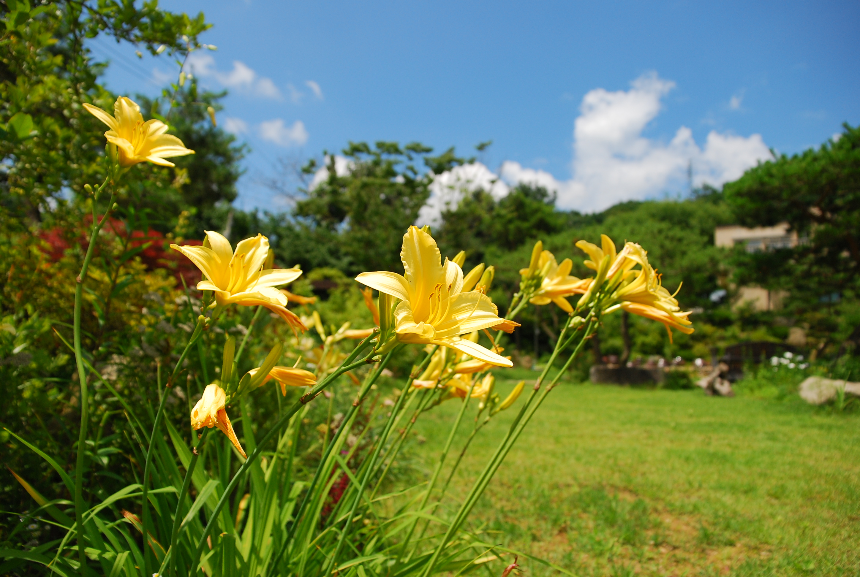민들레 들꽃처럼 민박 (경상북도 봉화군) 사진