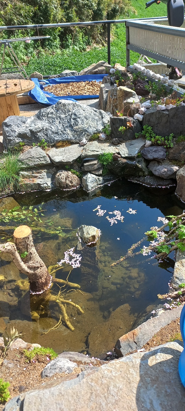 울릉벚꽃 (경상북도 울릉군) 사진