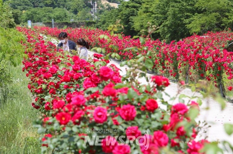 꽃구름 (경상남도 밀양시) 사진
