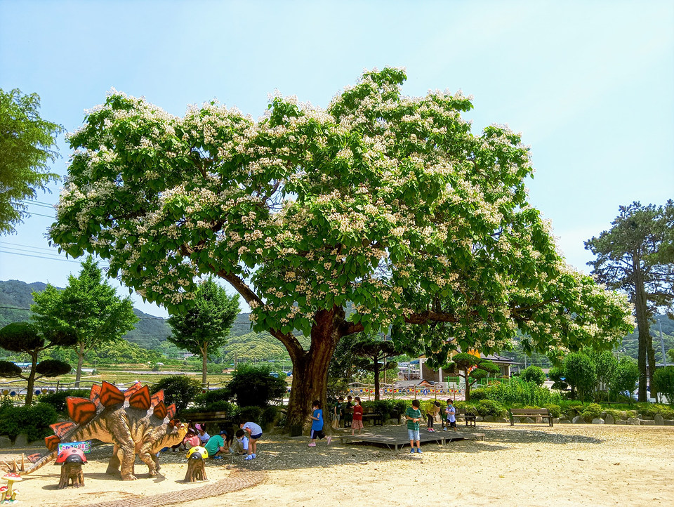 지리산큰나무 (경상남도 산청군) 사진