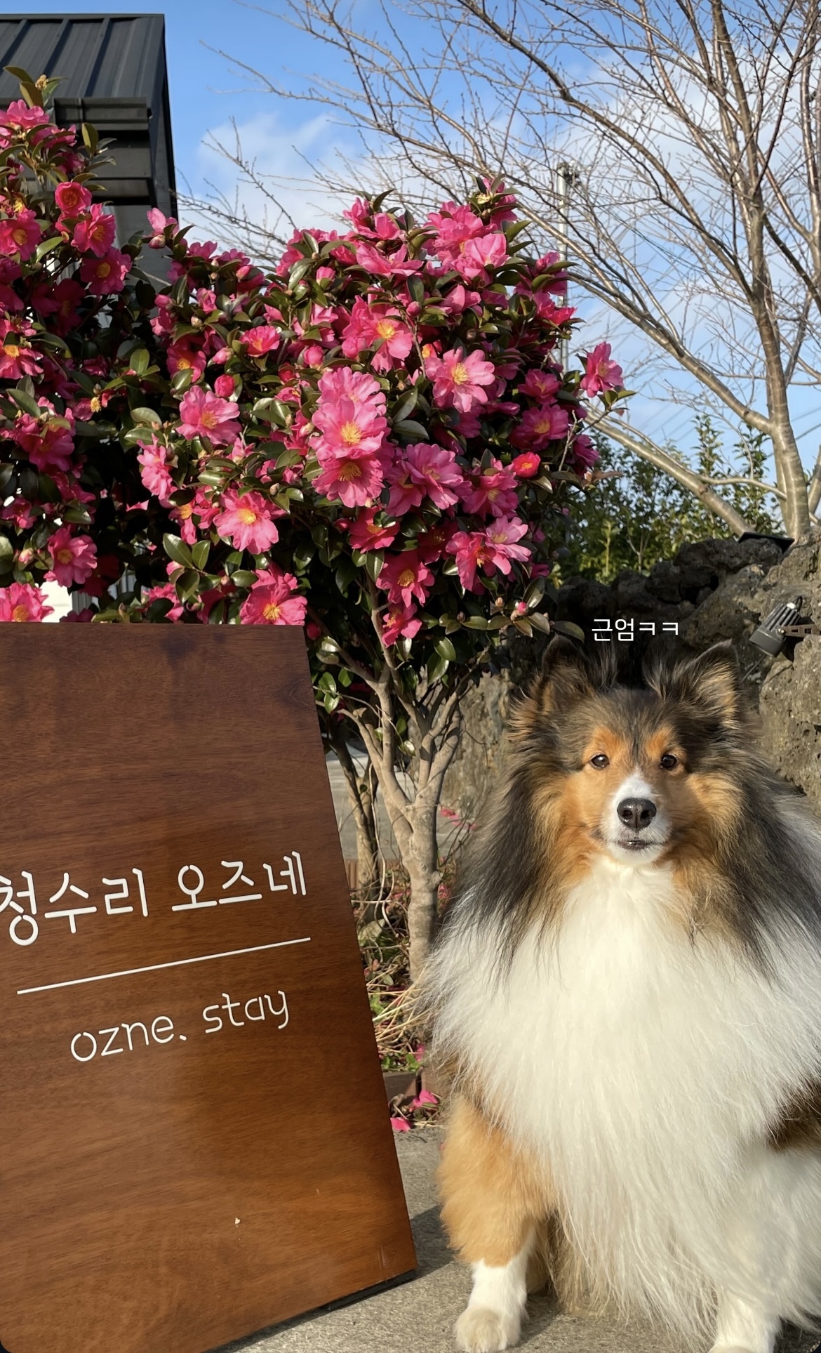 청수리오즈네 (제주특별자치도 제주시) 사진
