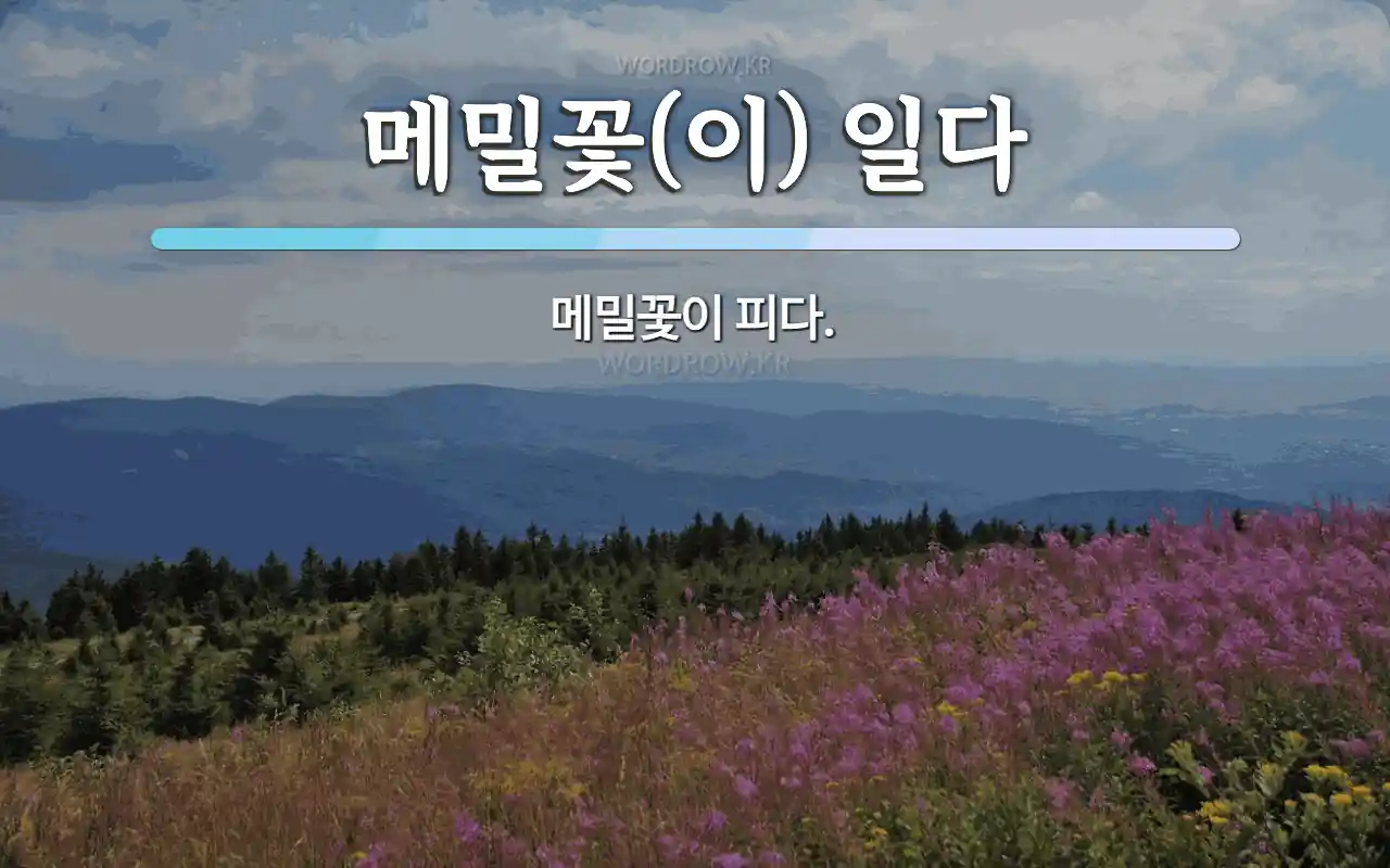 메밀꽃일다 (제주특별자치도 제주시) 사진
